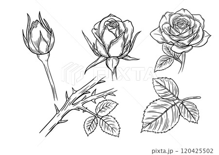 Set of roses, thorns, bud in engraving style, sketch. Vector illustration. Set of roses, thorns, bud in engraving style, sketch. Vector illustration. 120425502