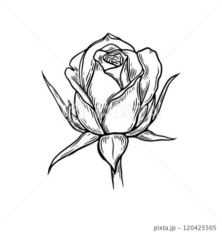 Engraving, sketch rose. Flower. Black and white vector illustration Engraving, sketch rose. Flower. Black and white vector illustration 120425505