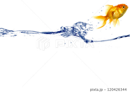 Gold fish jumping 120426344
