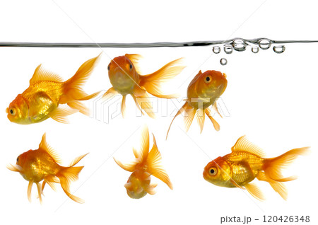 waterline and gold fish waterline and gold fish 120426348