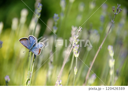 Butterfly and flowers Butterfly and flowers 120426389