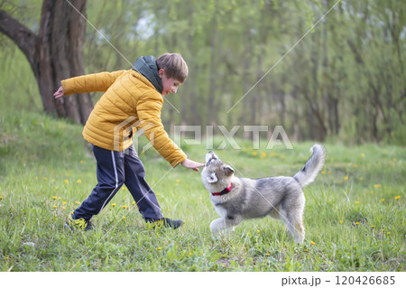 A child in a yellow jacket plays with a husky dog. A child in a yellow jacket plays with a husky dog. 120426685
