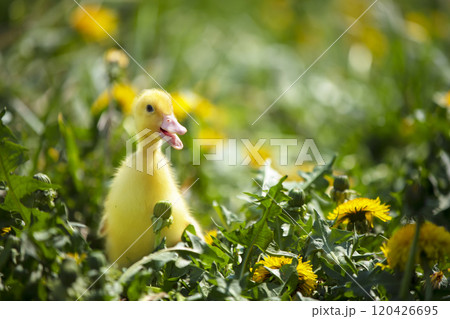 Fluffy duckling in yellow dandelions in the meadow. Summer background. Fluffy duckling in yellow dandelions in the meadow. Summer background. 120426695