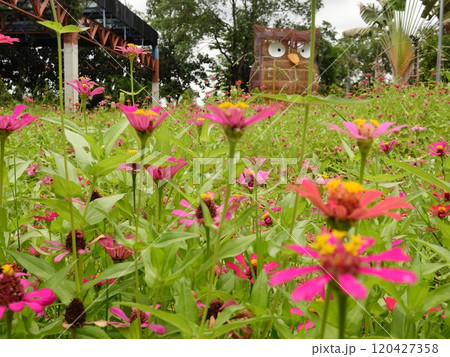 Sunny summer day.In a flower bed in a large number various zinnias grow and blossom. 120427358
