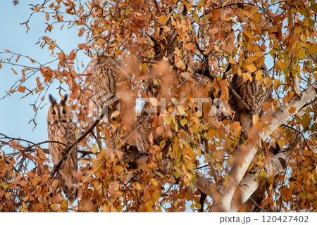 Group of Long Eared Owls Sitting on Tree Group of Long Eared Owls Sitting on Tree 120427402