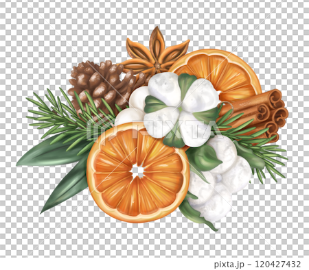 Oranges with fir branches, cotton, cinnamon in a winter composition. Handmade eco-friendly decor of natural materials for a sustainable Christmas. For holiday cards and design. Isolated illustration 120427432