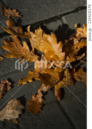 Golden autumn oak leaves scattered on paved walkway during a sunny day in park Golden autumn oak leaves scattered on paved walkway during a sunny day in park 120428176