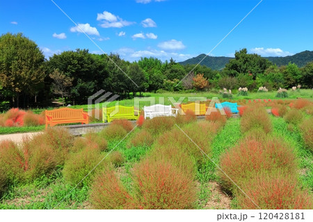 【香川県】初秋の国営讃岐まんのう公園(紅葉が始まったコキアとベンチ) 【香川県】初秋の国営讃岐まんのう公園(紅葉が始まったコキアとベンチ) 120428181