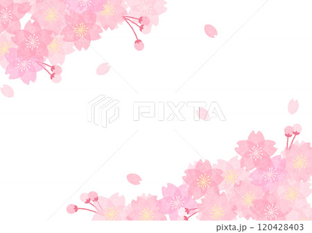 桜背景 桜背景 120428403
