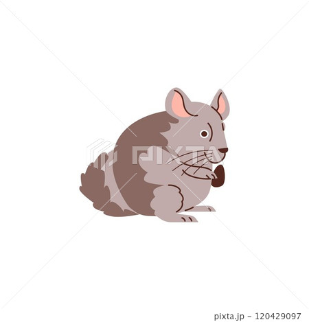 Cute grey fat hamster gnaws a seed, funny fluffy pet holding a sunflower seed, vector cartoon small domestic animal 120429097