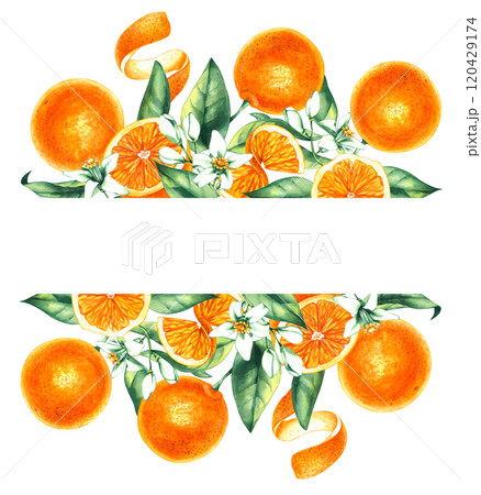 Watercolor orange tropical fruit hand drawn Watercolor orange tropical fruit hand drawn 120429174