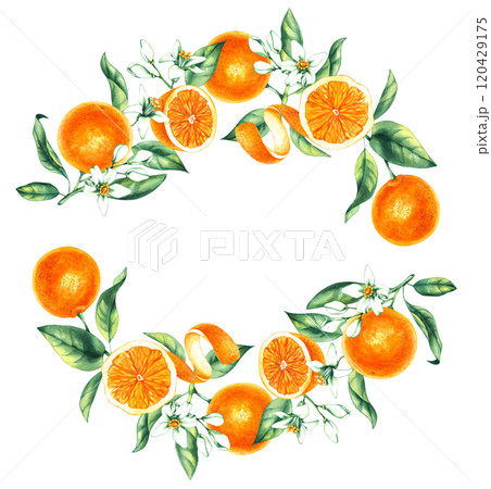 Watercolor orange tropical fruit hand drawn 120429175