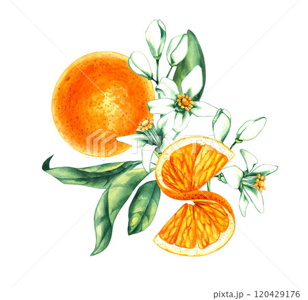 Watercolor orange tropical fruit hand drawn Watercolor orange tropical fruit hand drawn 120429176