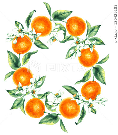 Watercolor orange tropical fruit hand drawn 120429185