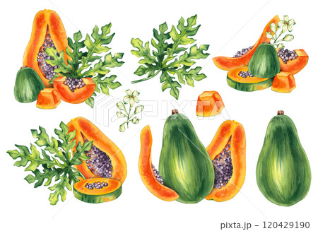 Watercolor papaya tropical fruit hand drawn isolated 120429190