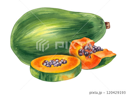 Watercolor papaya tropical fruit hand drawn isolated Watercolor papaya tropical fruit hand drawn isolated 120429193