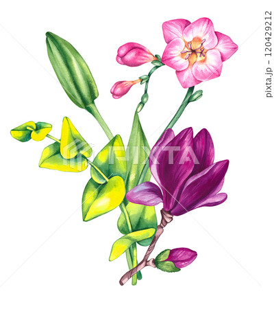 Floral illustration with freesia magnolia and lily 120429212
