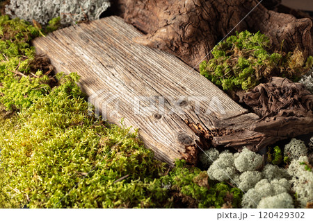 Abstract north nature scene with a composition of lichen, moss, and dry snags. 120429302