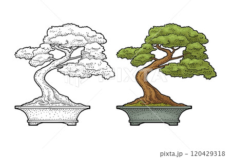 Bonsai tree in pot. Vintage black vector engraving illustration Bonsai tree in pot. Vintage black vector engraving illustration 120429318