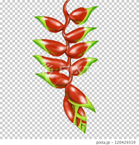 Colorful flowers of Unazuki Heliconia Colorful flowers of Unazuki Heliconia 120429319