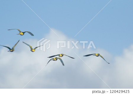 Flock of monk parakeets flying in the sky Flock of monk parakeets flying in the sky 120429425