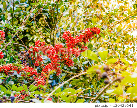 Autumn red rowan berries on tree. Autumn red rowan berries on tree. 120429541
