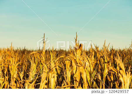 Corn field at the sunset Corn field at the sunset 120429557