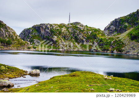 Sheeps grazing in mountains. Sheeps grazing in mountains. 120429969