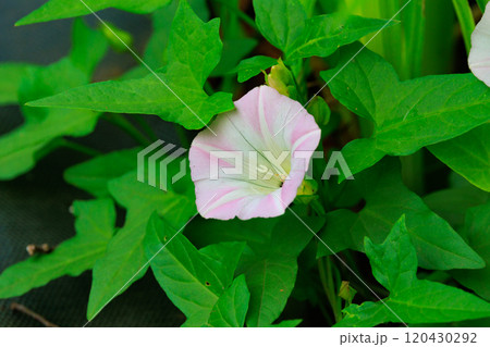 万葉の頃から愛されたヒルガオ 万葉の頃から愛されたヒルガオ 120430292