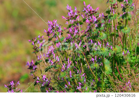 春の七草の一つホトケノザ(オニタビラコ)とは異なるホトケノザ 春の七草の一つホトケノザ(オニタビラコ)とは異なるホトケノザ 120430616