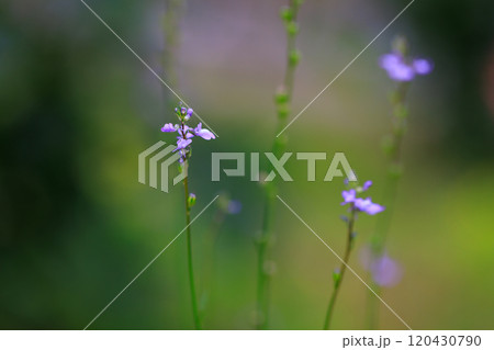 ウンランに似た花を咲かせ、芯が強い、喜び、輝きが花言葉のマツバウンラン ウンランに似た花を咲かせ、芯が強い、喜び、輝きが花言葉のマツバウンラン 120430790