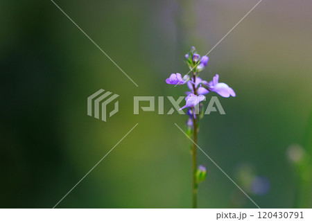 ウンランに似た花を咲かせ、芯が強い、喜び、輝きが花言葉のマツバウンラン 120430791