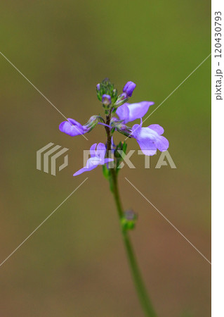 ウンランに似た花を咲かせ、芯が強い、喜び、輝きが花言葉のマツバウンラン ウンランに似た花を咲かせ、芯が強い、喜び、輝きが花言葉のマツバウンラン 120430793