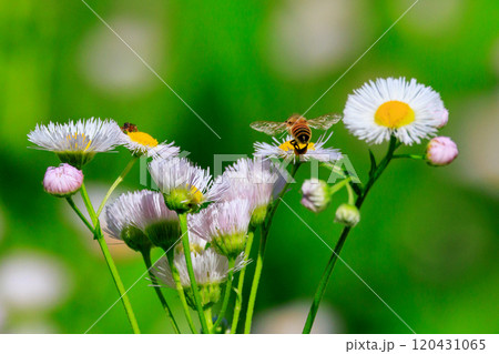 女王バチと働き蜂で社会を組織して食用その他有用な蜜を集めるミツバチ 120431065