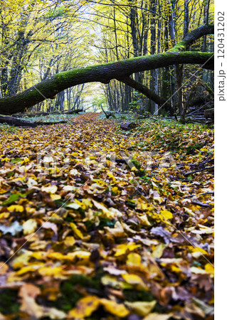 A pile of leaves on the ground in a forest with trees behind 120431202
