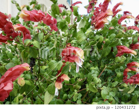 コエビソウの花 コエビソウの花 120431272