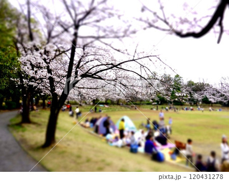 花見をする家族 120431278
