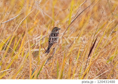 秋の田んぼ飛来したホオアカ 120431480