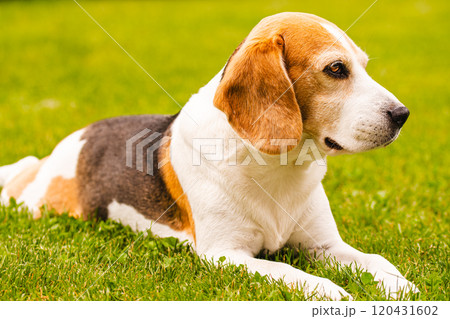 Tricolour beagle lying relaxed on green grass in shade on warm summer afternoon. Tricolour beagle lying relaxed on green grass in shade on warm summer afternoon. 120431602