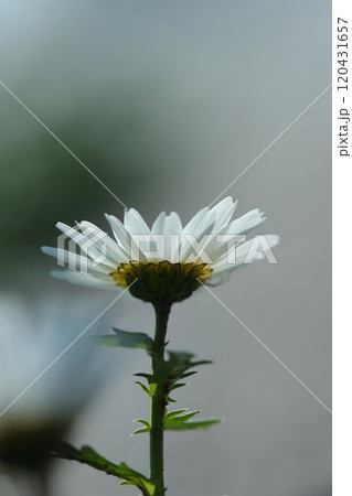 野に咲く白いヒナギク花 野に咲く白いヒナギク花 120431657