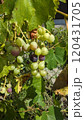 緑と紫のブドウ果実 120431705