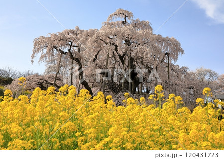 三春滝桜と菜の花 ( 2024年4月 / 福島県 三春町 ) 120431723
