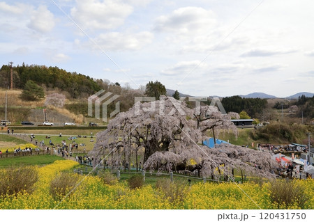 三春滝桜と菜の花 ( 2024年4月 / 福島県 三春町 ) 120431750