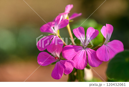 Delicate pink flowers bloom vibrantly in the warm afternoon sunlight of a serene garden setting 120432061