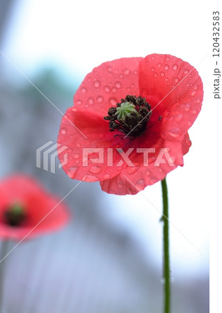 赤いポピーの花 赤いポピーの花 120432583