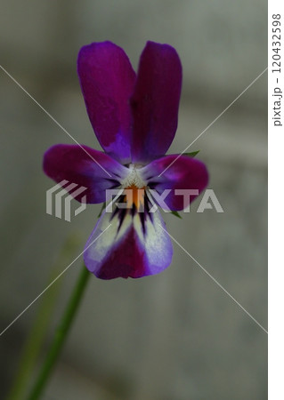 紫の花を咲かせたパンジーのアップ 紫の花を咲かせたパンジーのアップ 120432598