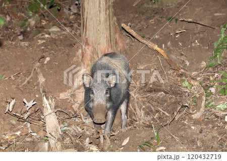 イノシシ くくり罠 イノシシ くくり罠 120432719