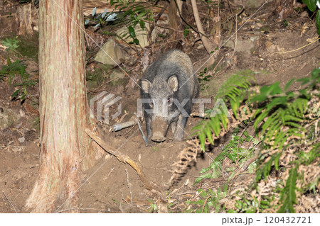 イノシシ くくり罠 イノシシ くくり罠 120432721