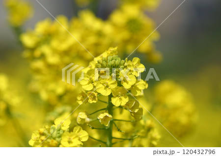 葉の花 葉の花 120432796