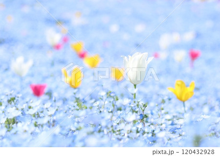 チューリップとネモフィラ畑(大阪府大阪市) チューリップとネモフィラ畑(大阪府大阪市) 120432928